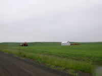 Carsten Field in early June.  Barley in foreground, wheat in the distance.  Garage is near where original house once stood.